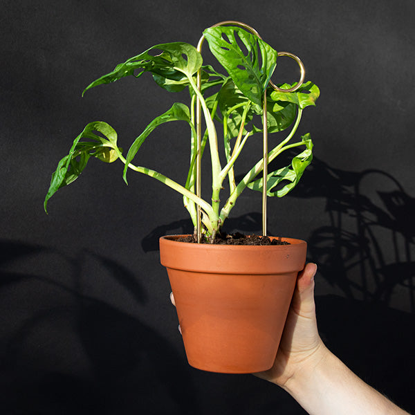 Lot 4 mini tuteurs - BOTANOPIA