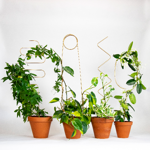 Tuteur doré Arch - BOTANOPIA
