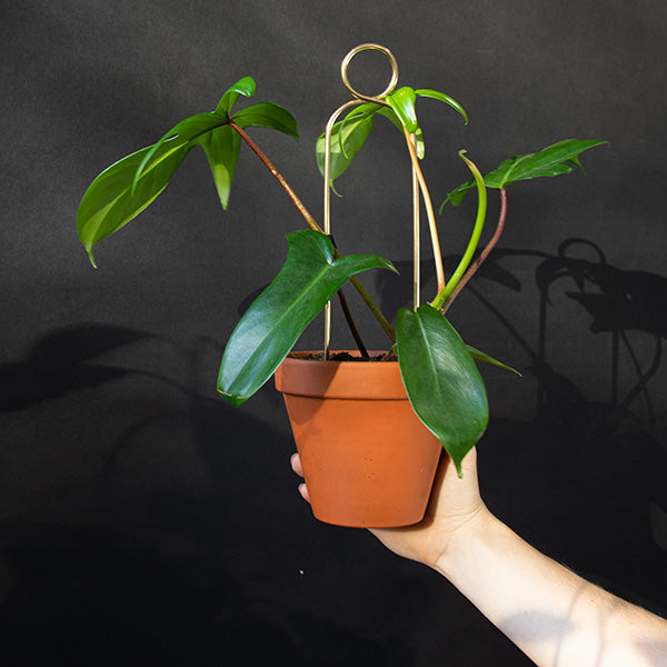 Lot 4 mini tuteurs - BOTANOPIA