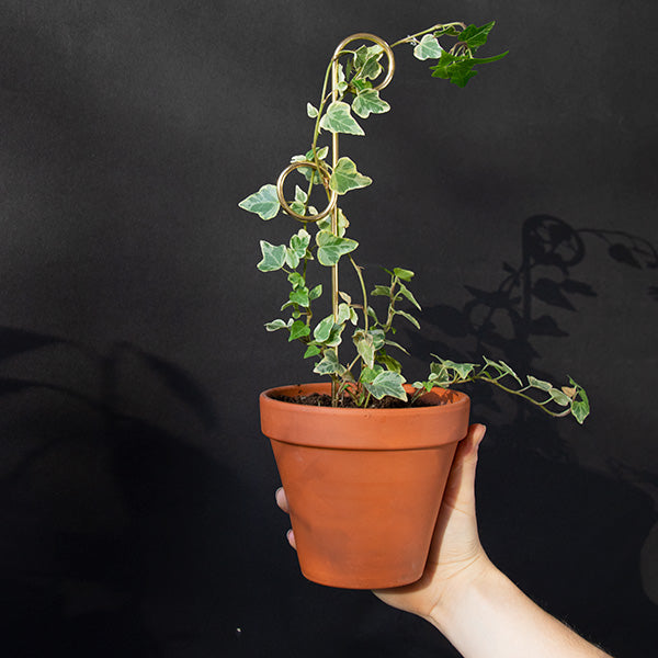 Lot 4 mini tuteurs - BOTANOPIA