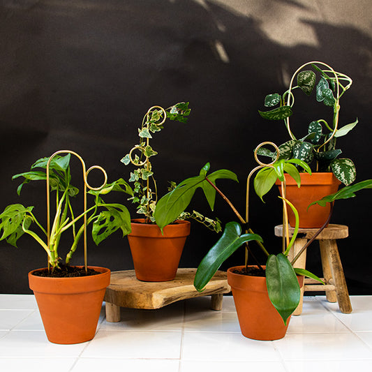 Lot 4 mini tuteurs - BOTANOPIA