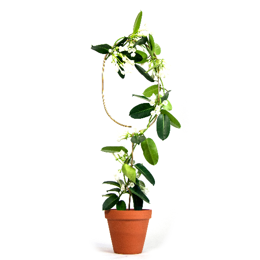 Tuteur doré Arch - BOTANOPIA