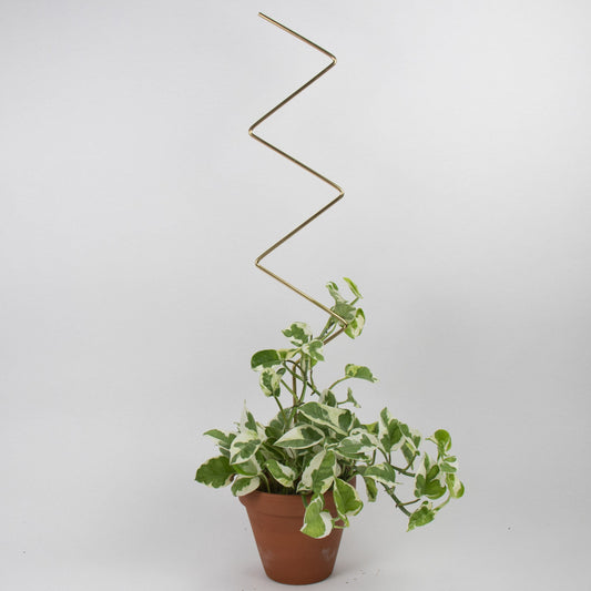 Tuteur doré ZigZag